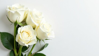 Several white roses, arranged, minimalist background , isolated, botany, aesthetic