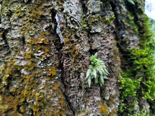 tree trunks in the mountains that are starting to become mossy