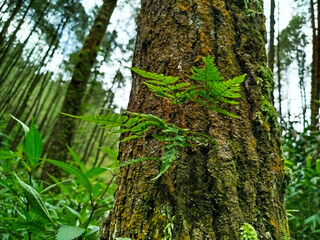 tree trunks in the mountains that are starting to become mossy