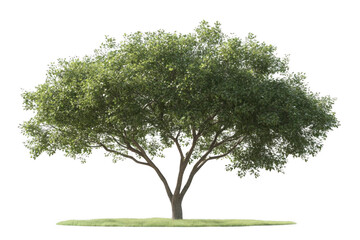 Obraz premium A Serene Tree Stand Tall And Green, Adding Freshness For Nature Theme