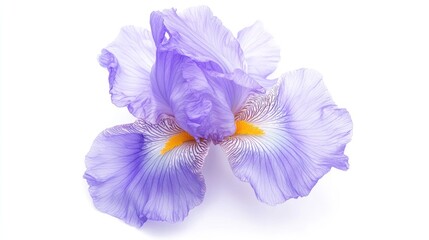 Purple iris flower close up on white background