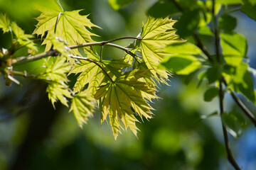 Sunlit maple leaves display vibrant green hues, creating a peaceful, natural scene.