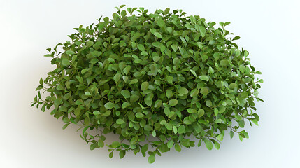 Obraz premium A small green bush with leaves