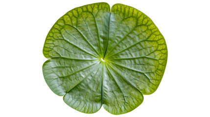 Obraz premium Lily pad, vibrant green, detailed veins, circular shape, top view
