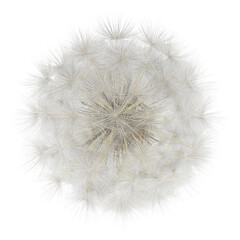 Detailed Close-Up of a Mature Dandelion Seed