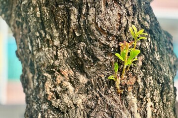 tree trunk with green moss