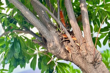 tree frog on a tree