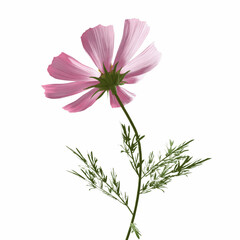 Obraz premium Delicate Pink Cosmos Flower, Back View, Isolated