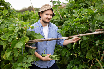 Lot of ripe beans barely fit in hands of young man. Male peasant checkered shirt collects beans in...