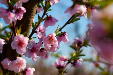 Flowering peach trees on field at sunny day