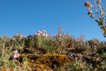 Small plants and wildflowers covering the ground in area of Bannockburn sluicing, outside Cromwell...