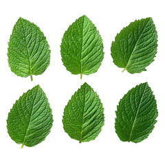 mint leaves collection isolated on white background