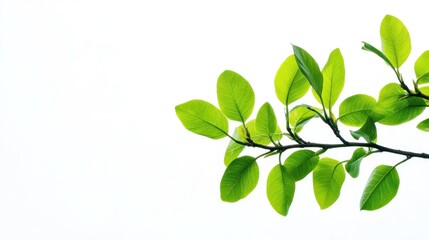 Obraz premium Green leaves on branch backlit on white background
