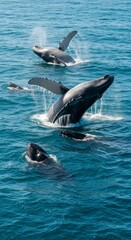 Fototapeta premium Humpback Whales Breaching in the Ocean