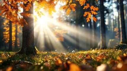 Enchanting autumn forest scene with warm sunlight filtering through the vibrant colorful foliage  Serene and tranquil landscape with sunbeams casting a golden glow over the lush picturesque woodland