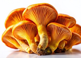 Saffron Milk Cap Mushrooms Isolated, White Background - High-Resolution Stock Photo