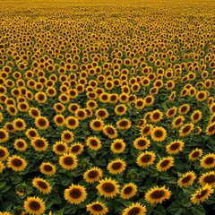 Aerial View of a Vast Sunflower Field