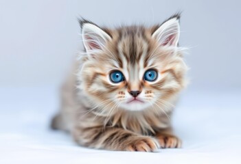 Fluffy gray tabby kitten with striking blue eyes, long fur, playful pose on white,  pets lifestyle,  furry
