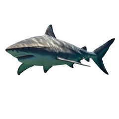 Obraz premium Bull Shark’s Fierce Power