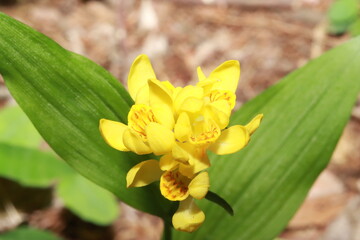 公園脇に咲くキンラン