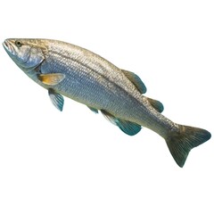Naklejka premium Whitefish’s Calm Flow.