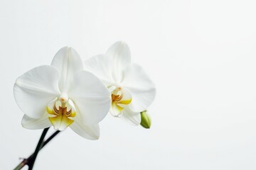 Fototapeta premium Delicate white orchid blossom on pure white background, stock, closeup
