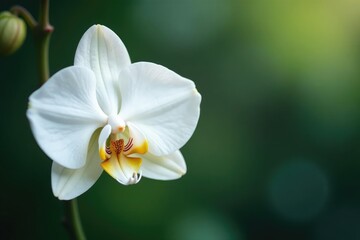 Delicate white orchid blossom, pristine background , isolated, closeup