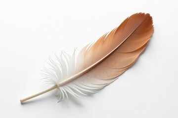 Obraz premium Single bird feather, pristine white background, abstract, bird, close-up
