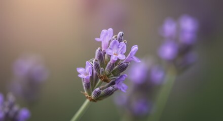 Obraz premium Close Up of Purple Lavender Flowers in Soft Light
