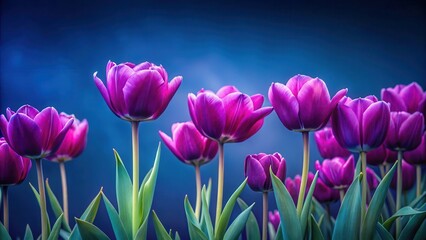 Fototapeta premium A field of vibrant, cup-shaped purple tulips stands out against a somber, midnight-blue background, their slender stems swaying gently in the breeze , purple tulips, nature