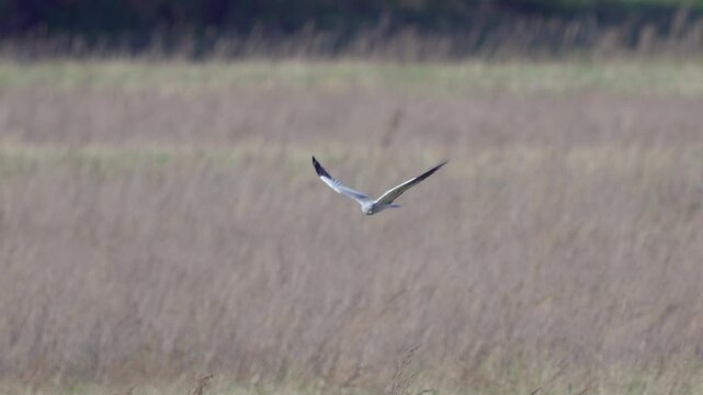 A male Montagu's harrier in flight above the ground. Close-up of the bird against the backdrop of a spring meadow, searching for prey. Slow motion.