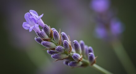 Obraz premium Closeup of Purple Lavender Flower Bloom