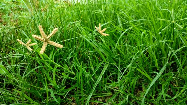 Closeup view of Crowfoot grass, Finger comb grass or Egyptian grass. Beautiful Dactyloctenium Aegyptium or Egyptian crowfoot grass