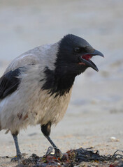An angry crow cawing on the beach is defending itself.