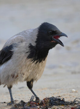 An angry crow cawing on the beach is defending itself.