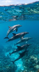Fototapeta premium Pod of Dolphins Swimming in a Vibrant Coral Reef