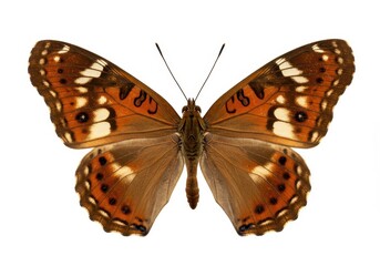 Isolated hackberry emperor butterfly with brown and orange patterned wings