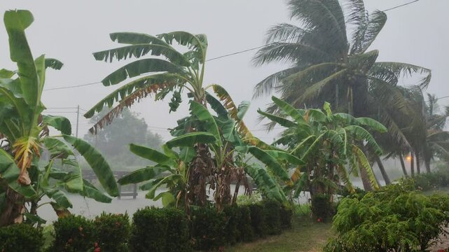 Rain and Wind Through Trees on a Rainy Day in a Malaysian Village