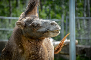 Obraz premium A close-up shot of a two-humped camel at the zoo on a sunny summer day