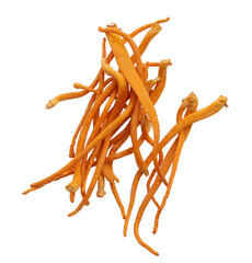 Chong cao, Dong Chong Xia Cao or mushroom cordyceps. Cordyceps militaris. Cordyceps mushroom isolated. Cordyceps fungi natural organic treatment. Medical painted mushroom.	