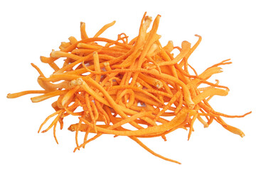 Chong cao, Dong Chong Xia Cao or mushroom cordyceps. Cordyceps militaris. Cordyceps mushroom isolated. Cordyceps fungi natural organic treatment. Medical painted mushroom.	