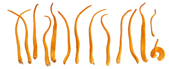 Chong cao, Dong Chong Xia Cao or mushroom cordyceps. Cordyceps militaris. Cordyceps mushroom isolated. Cordyceps fungi natural organic treatment. Medical painted mushroom.	
