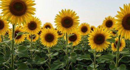 Fototapeta premium Vibrant Yellow Sunflowers in a Lush Green Field
