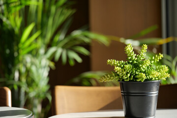 Bright indoor setting with green plant life in a cozy space