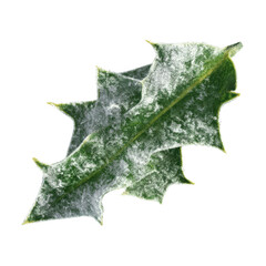 Naklejka premium Frosty Holly Leaf, Close-up Detail of Ilex
