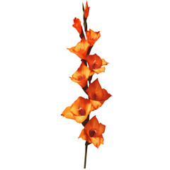 Vibrant Orange Gladiolus Flower Stem on White