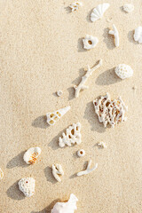 Seashells and coral on Beach Sand at sunlight, outdoor nature photo  from variety of white shells and coral pieces scattered on light beige sandy sea shore, minimal monochrome environment flatly