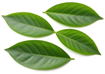 Obraz premium Four fresh green leaves arranged on a white surface in a close-up shot