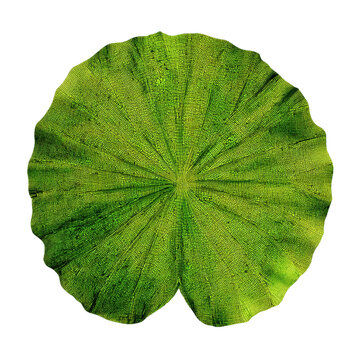 Detailed Close-up of a Giant Water Lily Pad,