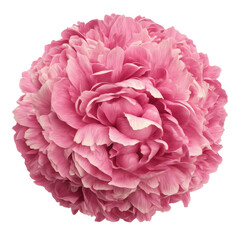 Lush Pink Peony Bloom, Isolated on Green